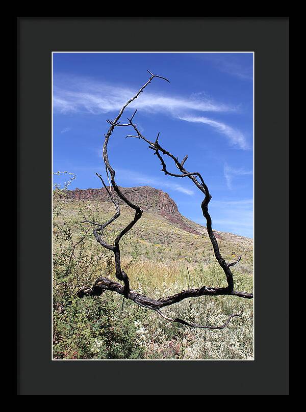 Twig Window - Framed Print