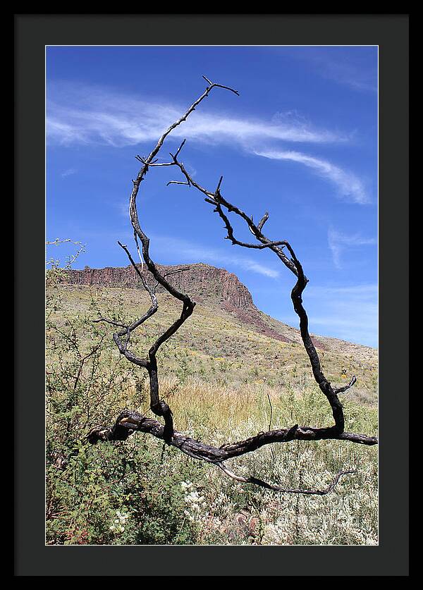 Twig Window - Framed Print