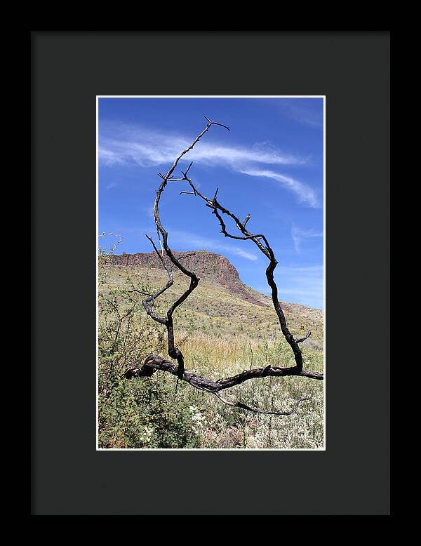 Twig Window - Framed Print