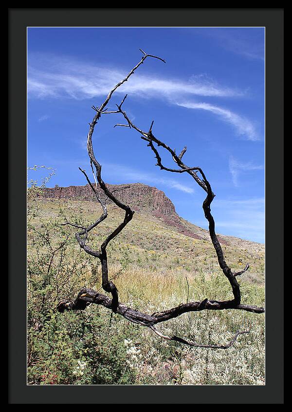 Twig Window - Framed Print