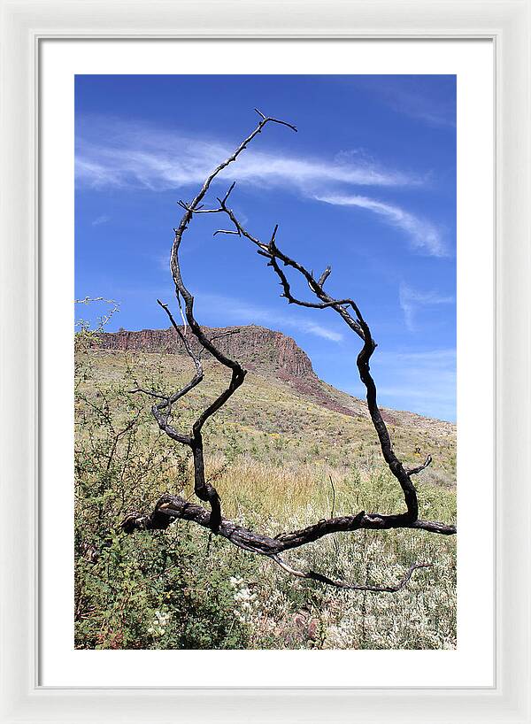Twig Window - Framed Print