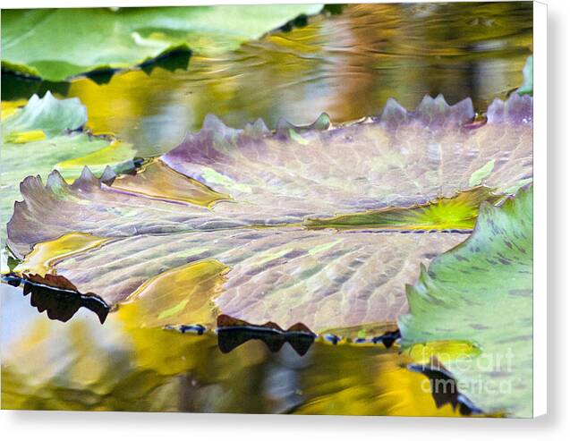 Vitality - Canvas Print