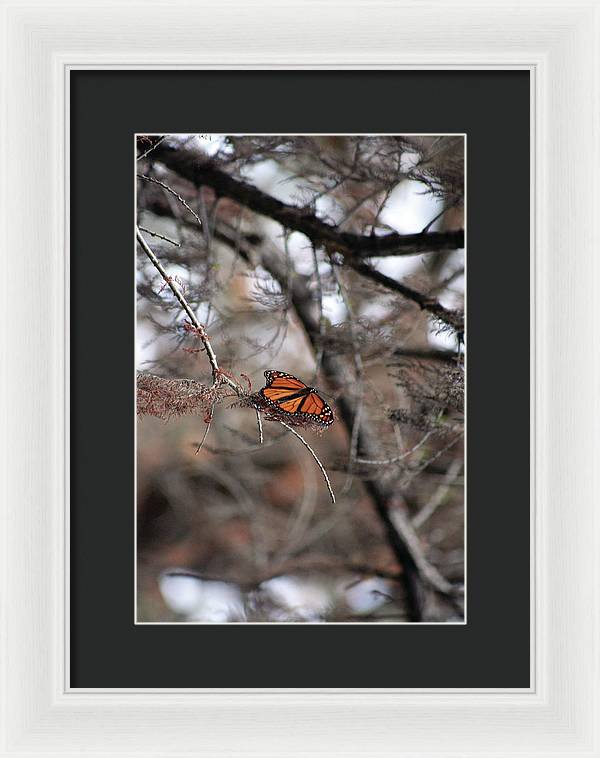 A Monarch for Granny - Framed Print
