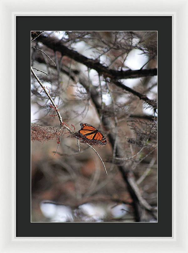 A Monarch for Granny - Framed Print