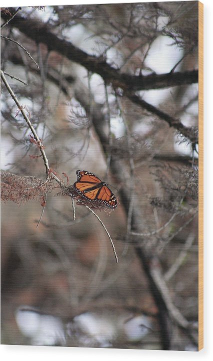 A Monarch for Granny - Wood Print