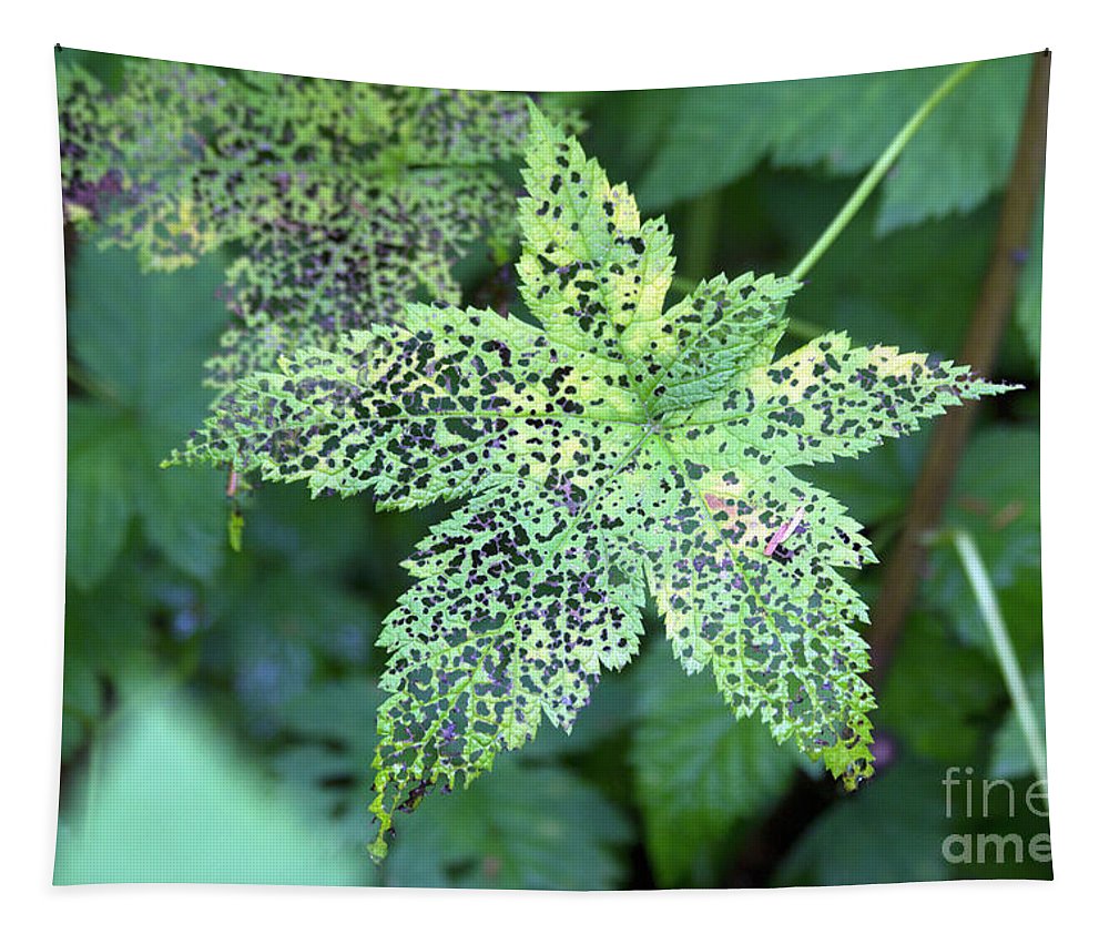 Leaf Lace - Tapestry