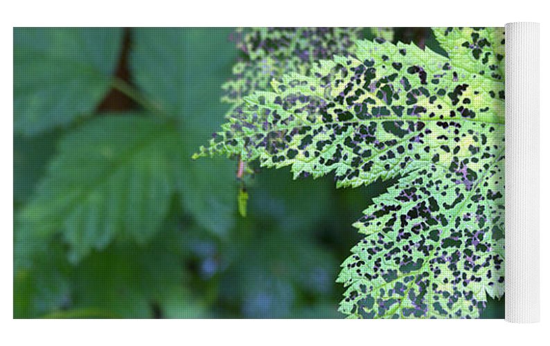 Leaf Lace - Yoga Mat