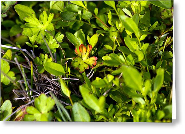 Red Tipped Clover - Greeting Card