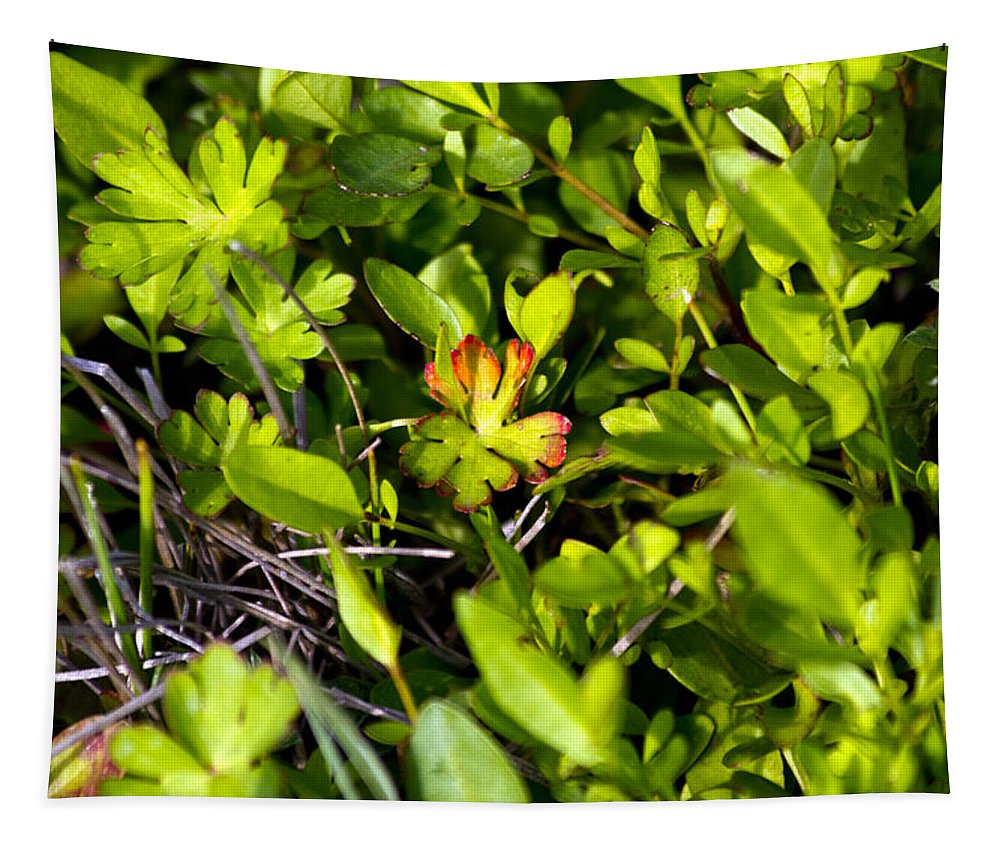 Red Tipped Clover - Tapestry