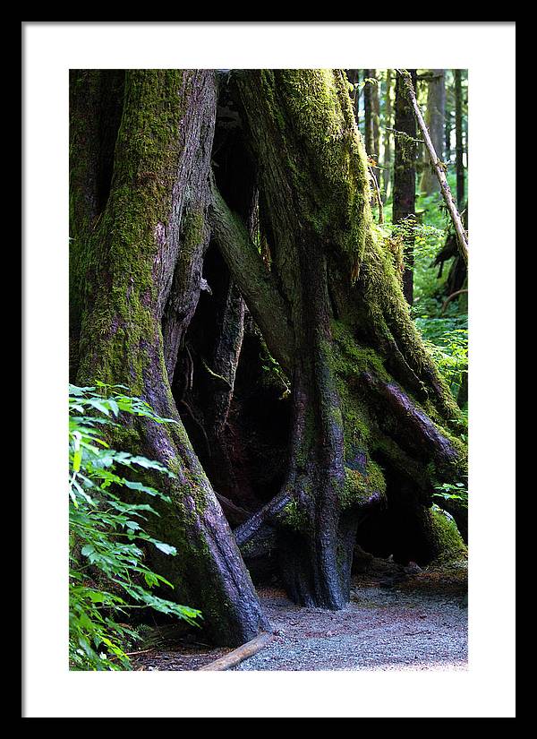 Root Lattice - Framed Print