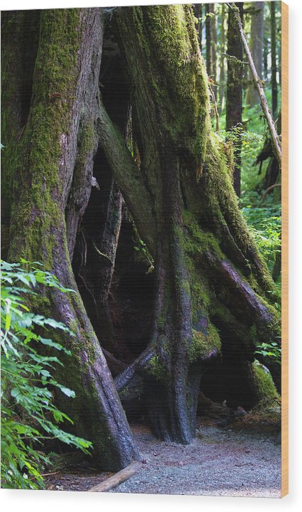 Root Lattice - Wood Print