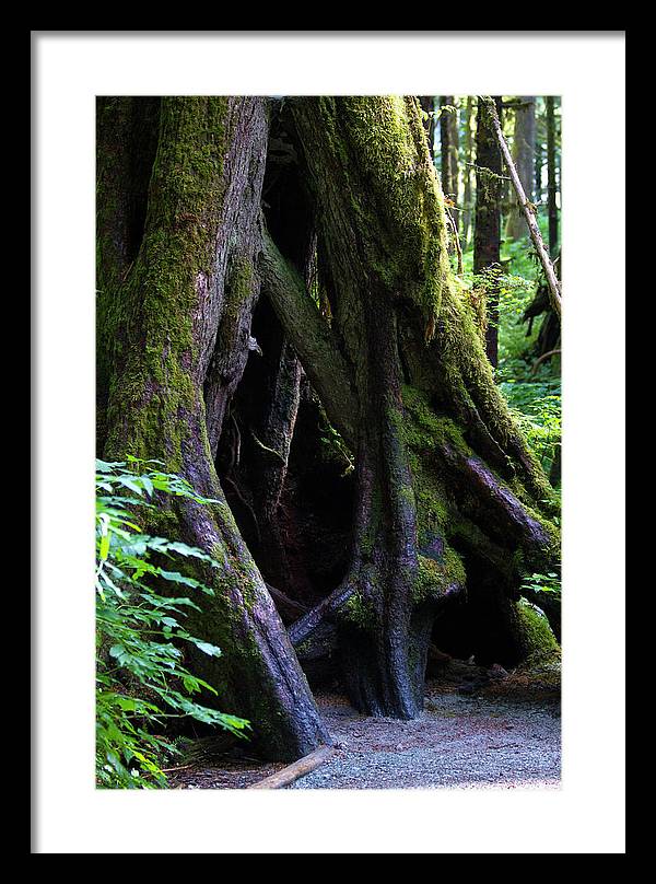 Root Lattice - Framed Print