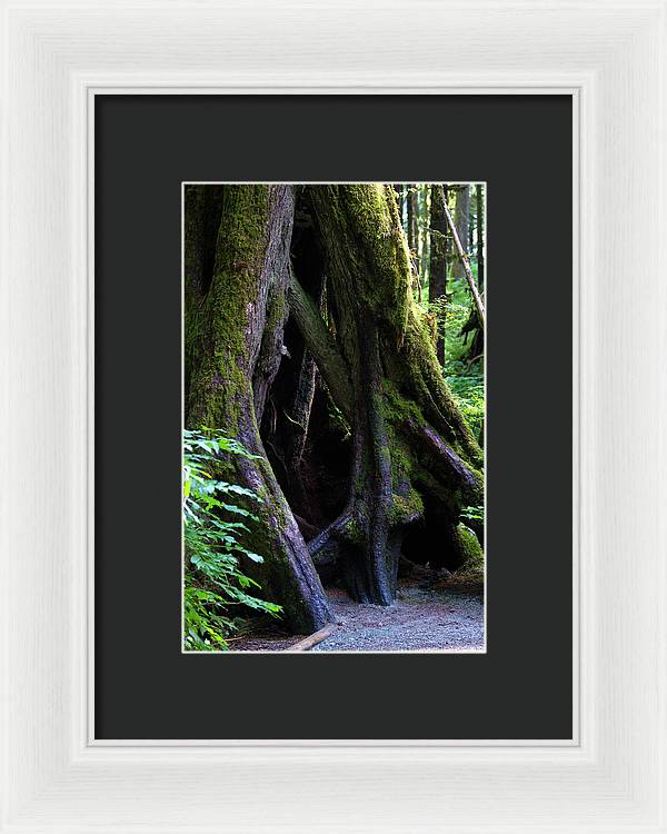 Root Lattice - Framed Print