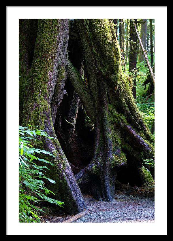 Root Lattice - Framed Print