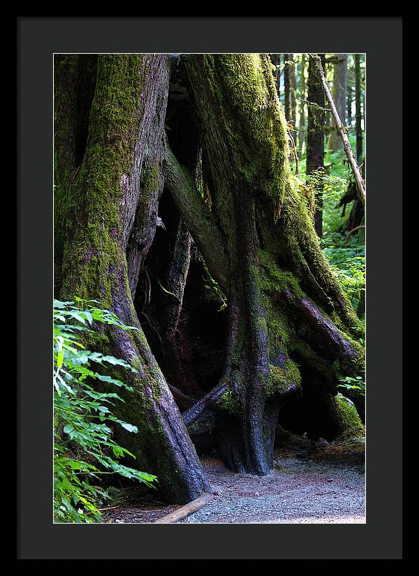 Root Lattice - Framed Print