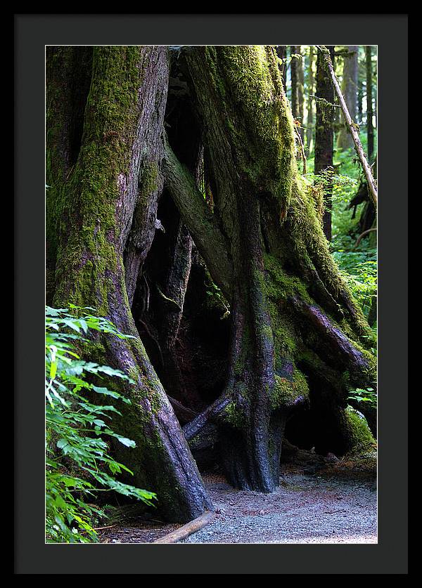 Root Lattice - Framed Print