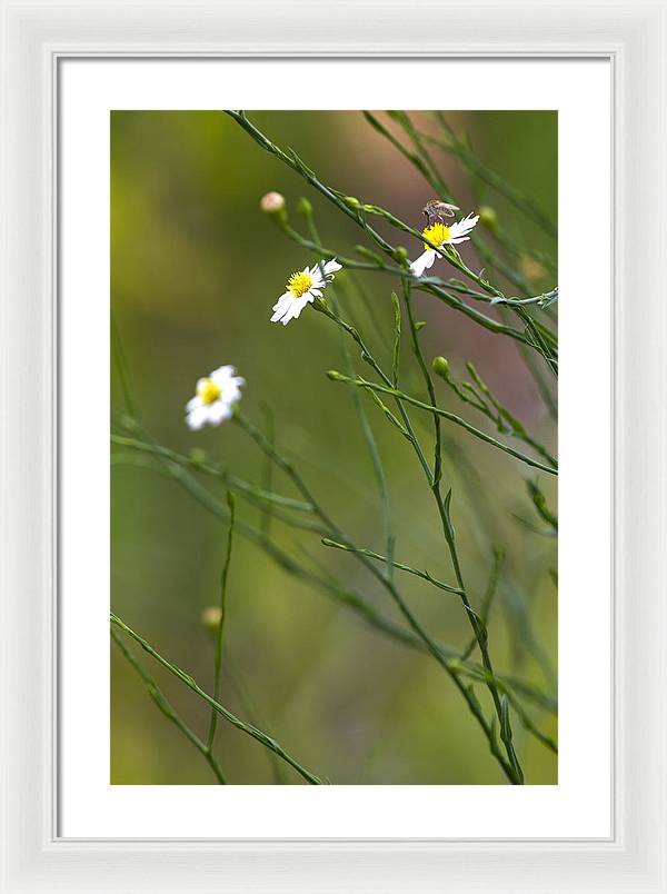 Three Beauties and a Beast - Framed Print