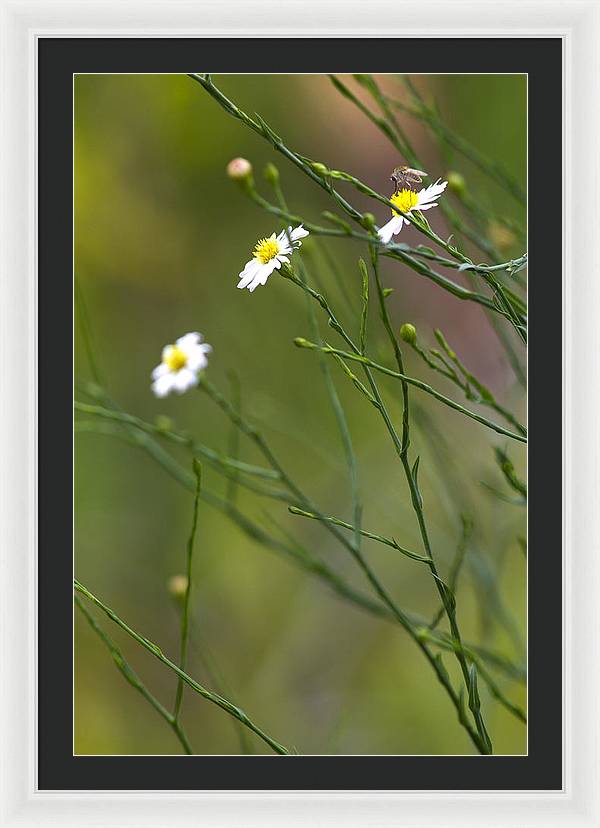 Three Beauties and a Beast - Framed Print