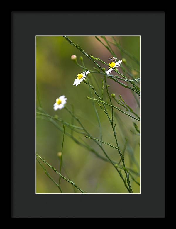 Three Beauties and a Beast - Framed Print