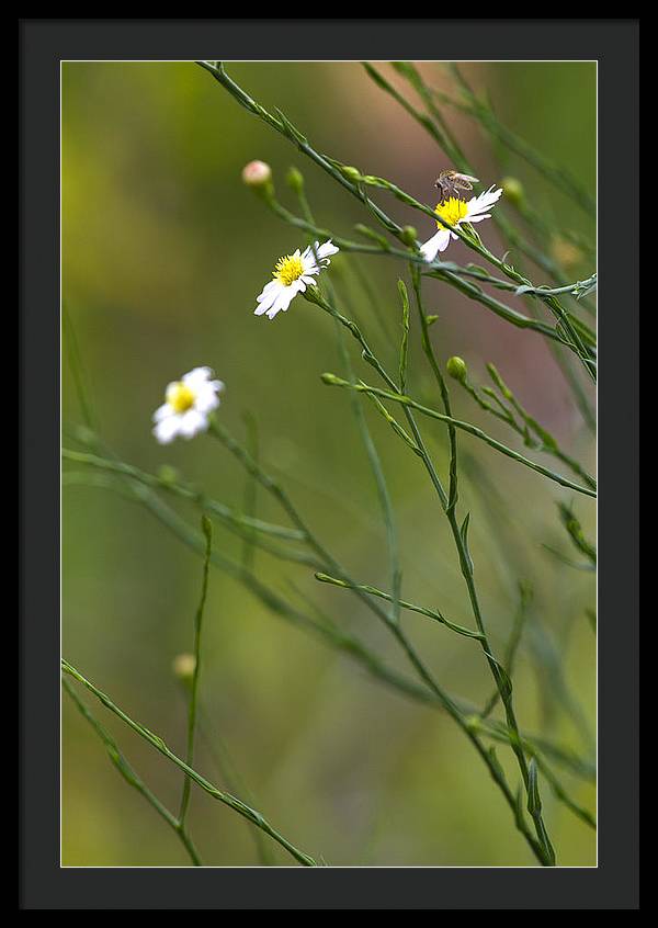 Three Beauties and a Beast - Framed Print