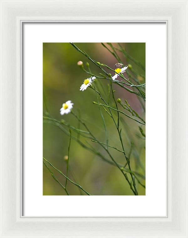 Three Beauties and a Beast - Framed Print