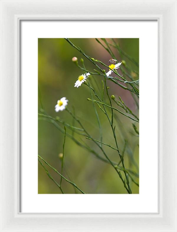 Three Beauties and a Beast - Framed Print