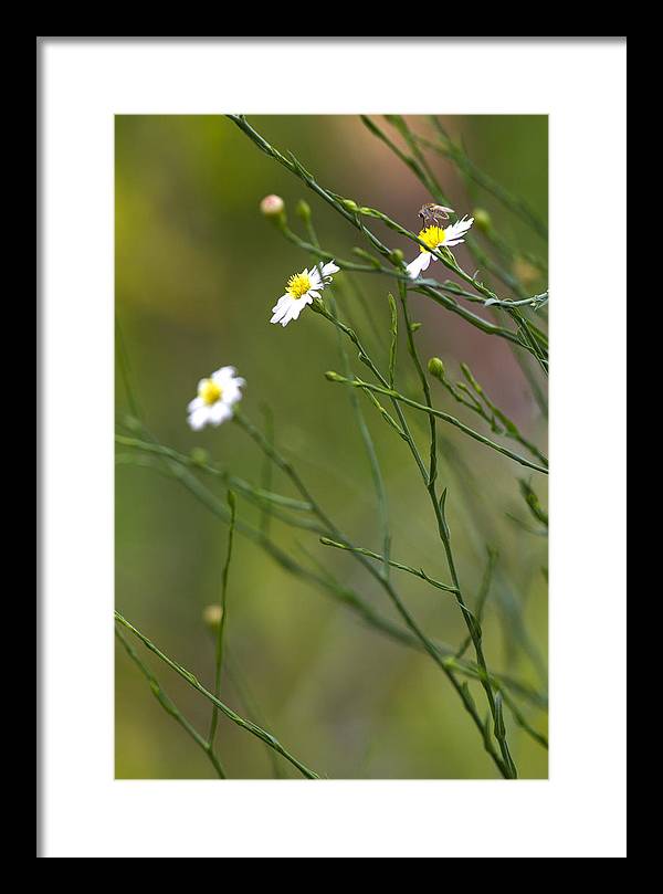 Three Beauties and a Beast - Framed Print