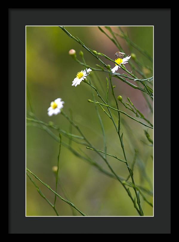 Three Beauties and a Beast - Framed Print