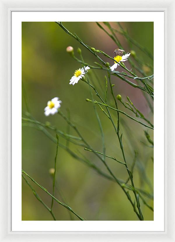 Three Beauties and a Beast - Framed Print