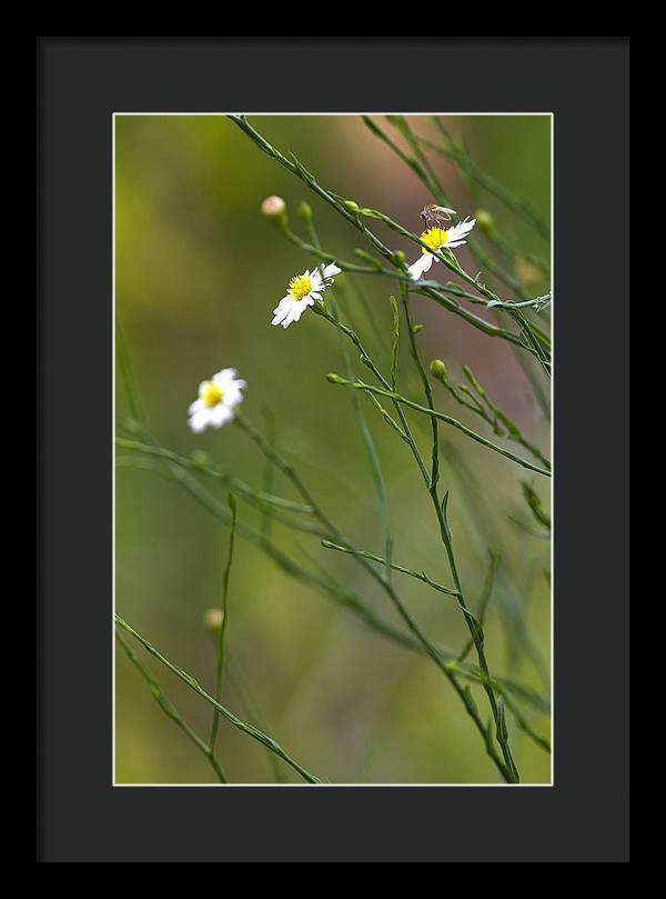 Three Beauties and a Beast - Framed Print