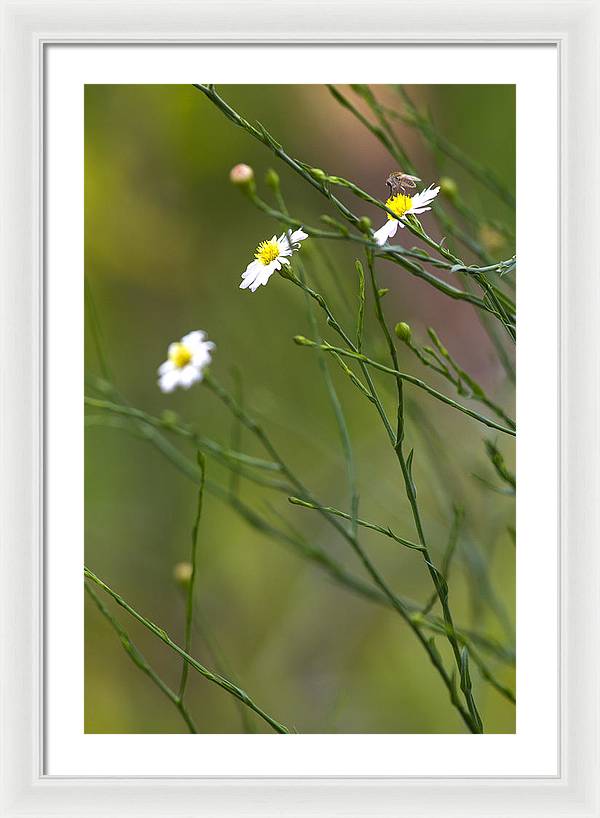 Three Beauties and a Beast - Framed Print