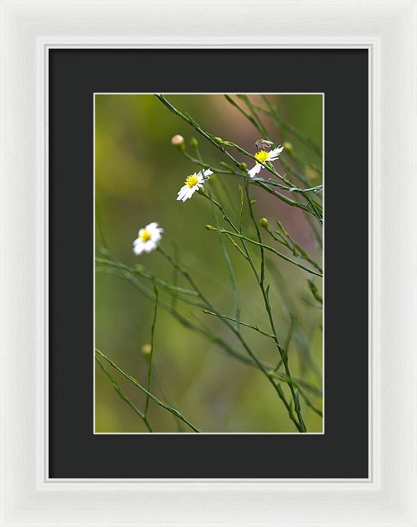 Three Beauties and a Beast - Framed Print